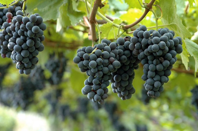 German Winegrowers Expand Disease-Resistant Grapes