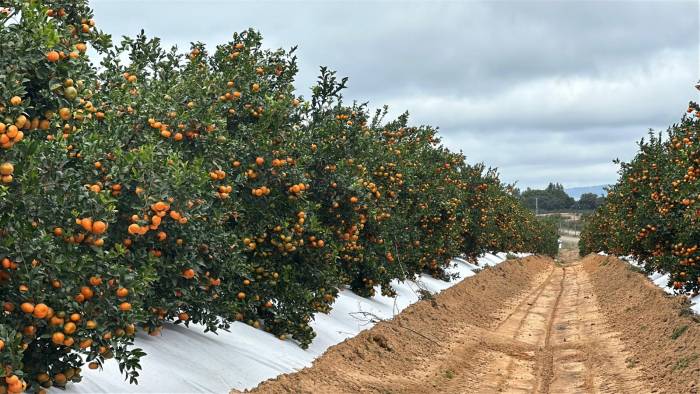 La agricultura ecológica gana peso en plena crisis del petróleo