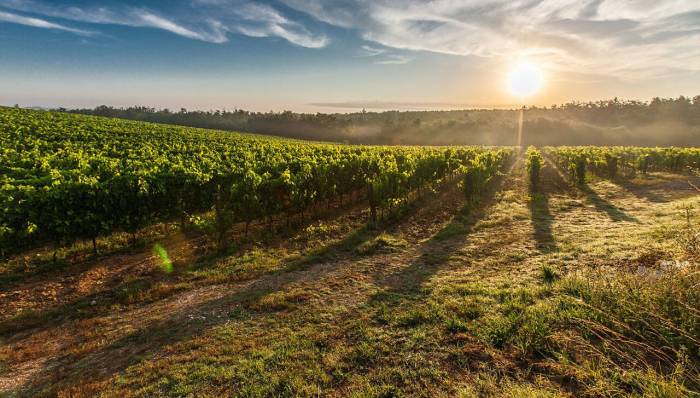 FranceAgriMer Extends Vineyard Replanting Permits