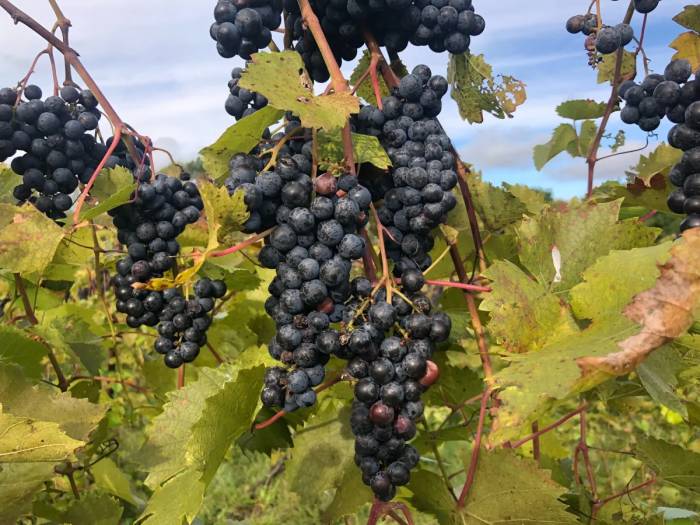 Federal Officials Propose Vermont Wine Region