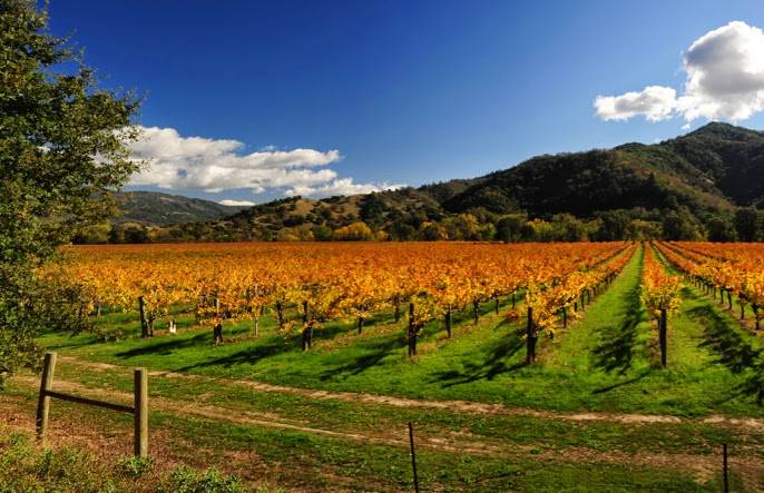 Lake County growers renew funding for winegrape commission