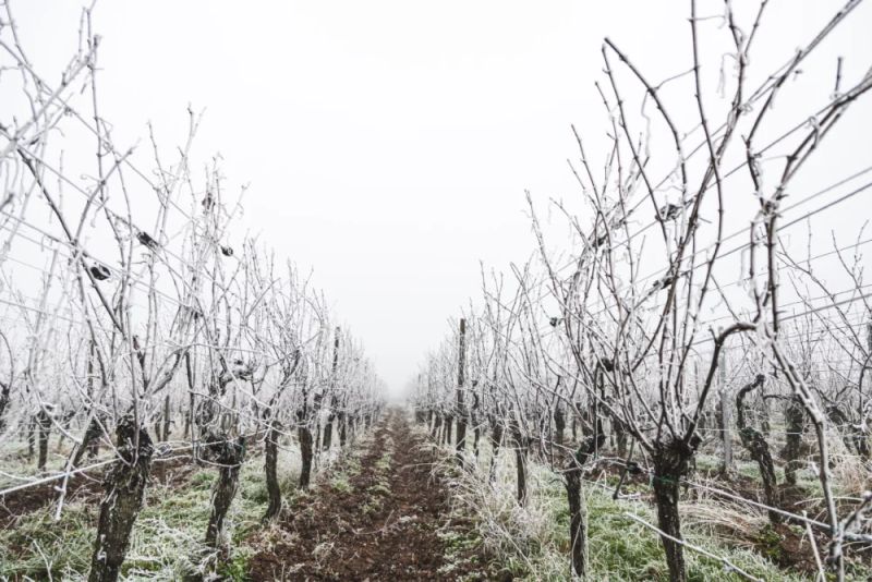 Frost Destroys 40% of Champagne Buds