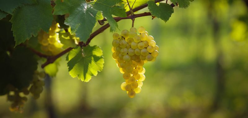 Champagne Tests a New Grape to Cut Spraying