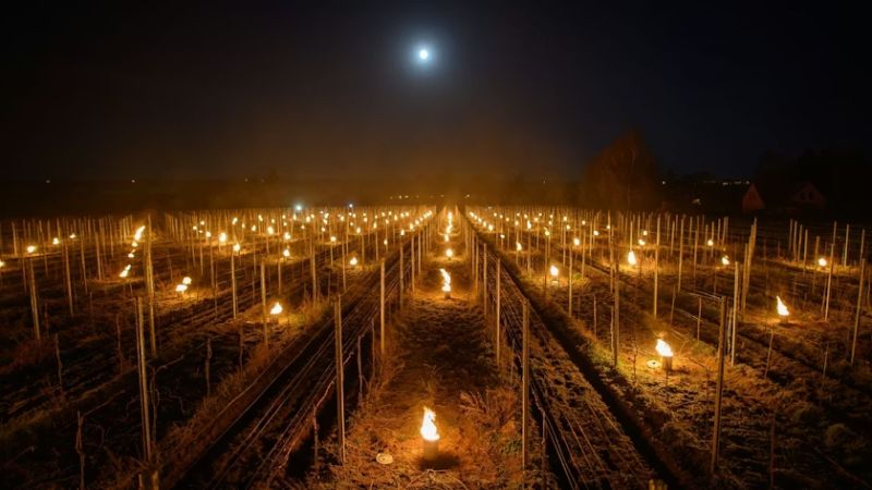 Saxony Winemakers Light Fires to Save Vines