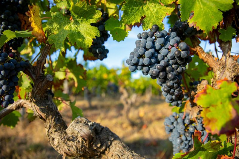 Ancient DNA Traces France’s Winegrowing to the Bronze Age