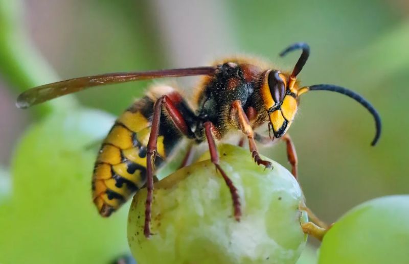 Wasps Help Seed Grapes With Yeast
