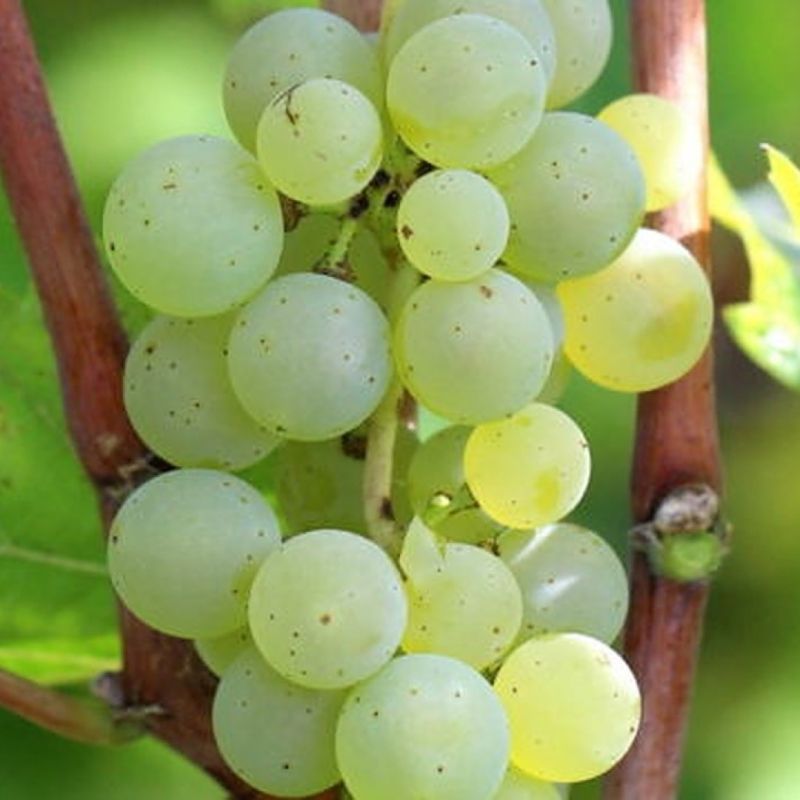 Champagne Approves Its First Disease-Resistant Grape