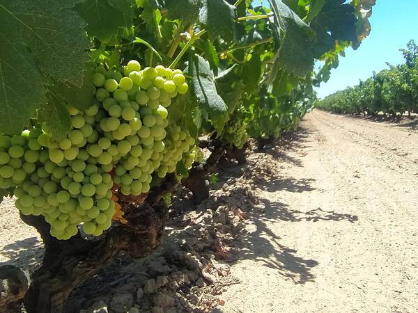 La Ruta del Vino Condado de Huelva refuerza su oferta enoturística