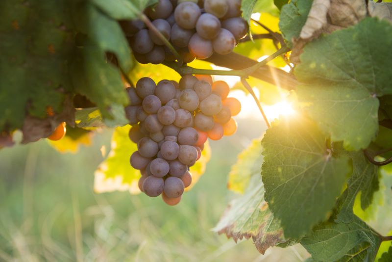 Australia confirms grapevine virus in table grapes