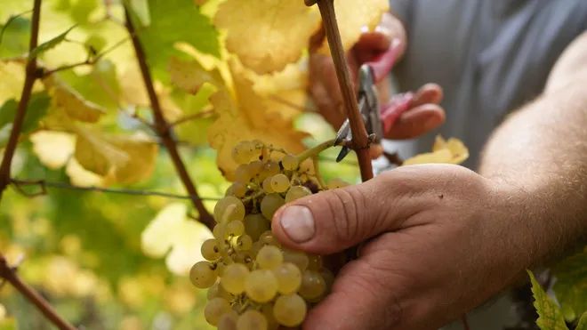 Rhineland-Palatinate Records Its Smallest Wine Harvest in Eight Years
