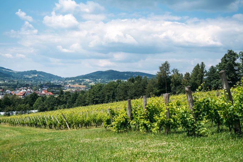 Gli strumenti di precisione aumentano i profitti dei vigneti toscani