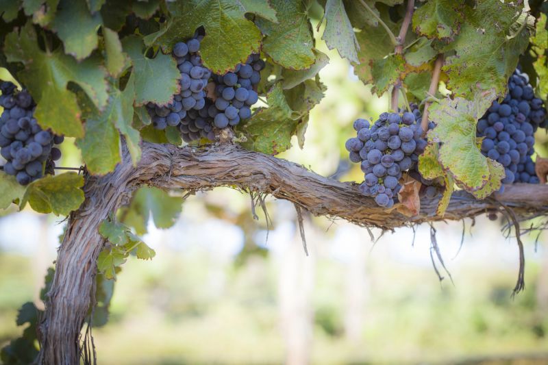 Researchers unveil biodegradable vine shield