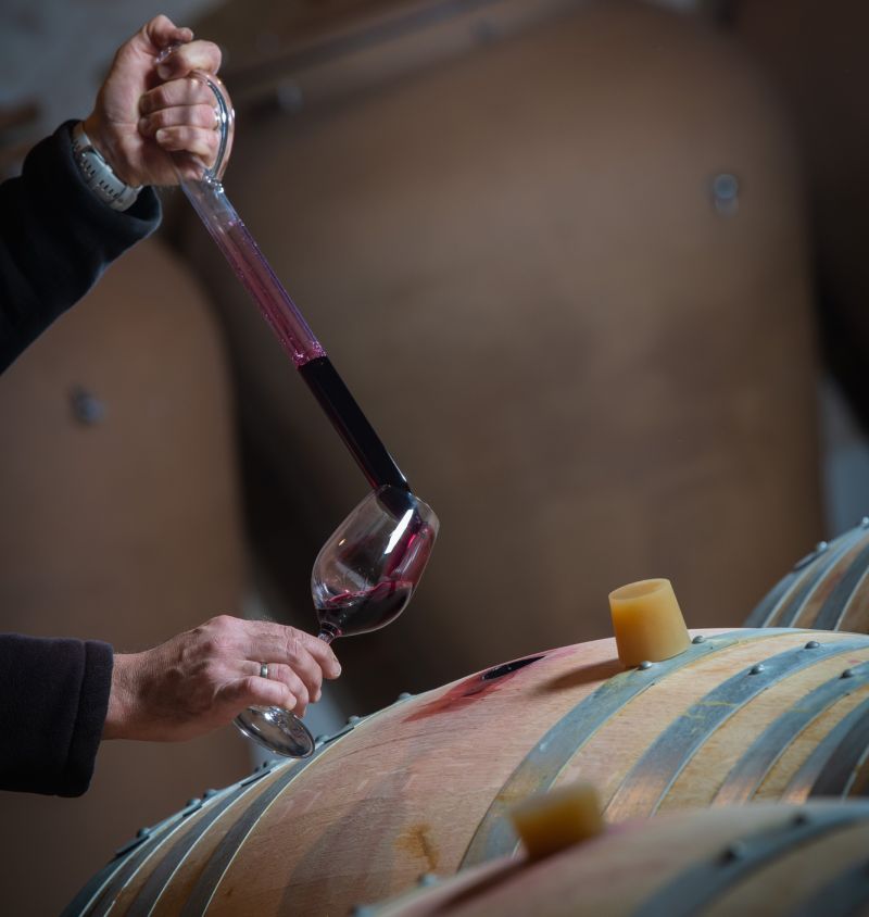 Der Klimawandel begünstigt die Ausbreitung einer Hefе, die Wein verdirbt