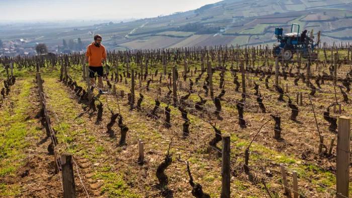 French Winegrowers Abandon Organic Certification After Devastating Crop Losses