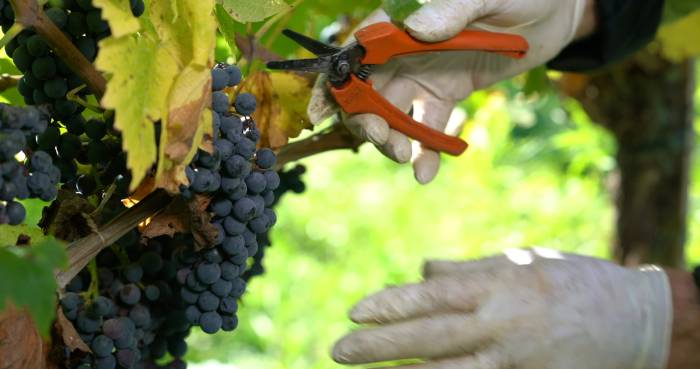 Chile’s 2026 Grape Harvest Begins 12 Days Early as Weather Patterns Shift