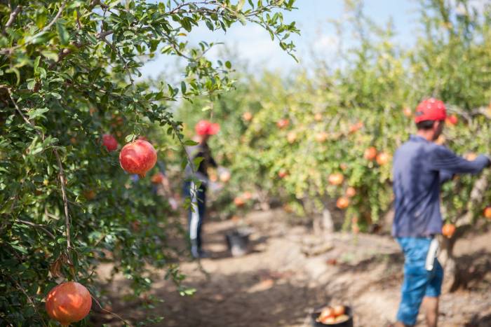Arranca un proyecto para mejorar la calidad de la granada Mollar de Elche