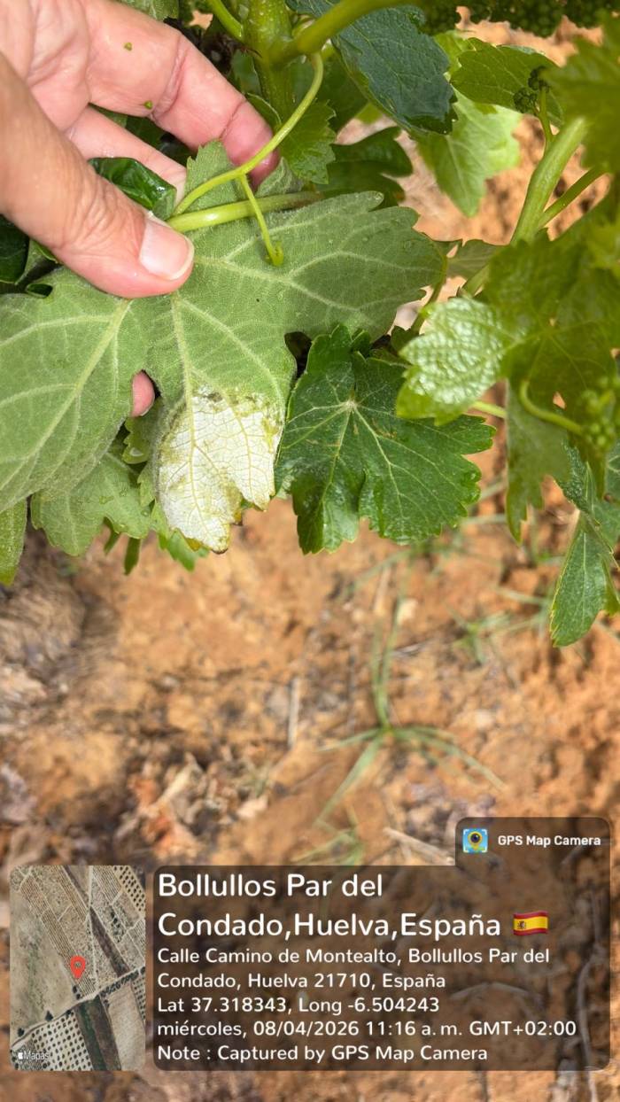 El Condado de Huelva activa la alerta por mildiu tras detectar los primeros focos en el viñedo