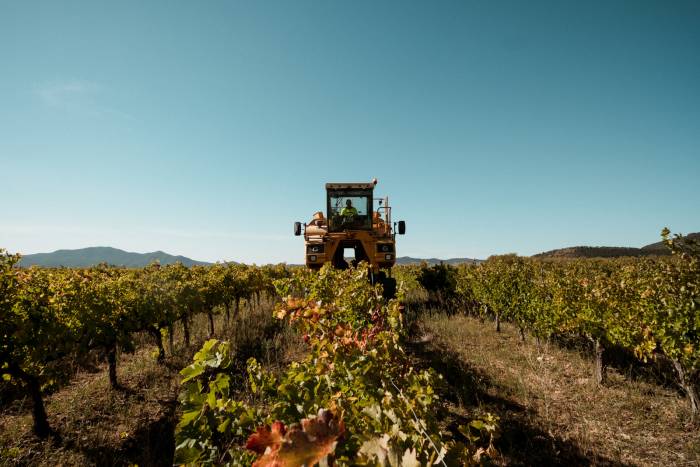 Navarra inicia la vendimia más temprana con previsión de 39,3 millones de kilos de uva
