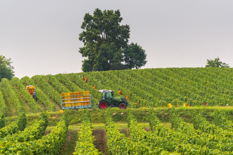 Franciacorta Begins Its 2026 Grape Harvest on July 30, Earliest Start on Record