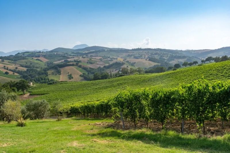 Les producteurs de Verdicchio demandent une baisse de 21,4 % des rendements autorisés en 2026