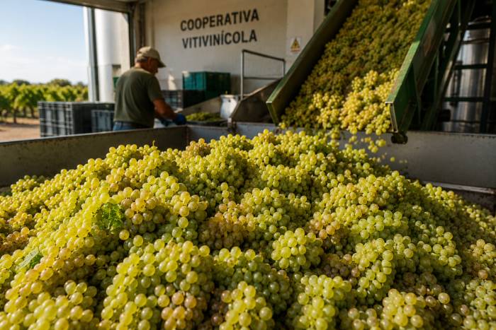 El sector productor del viñedo se une contra ofertas que pagan la uva por debajo del coste