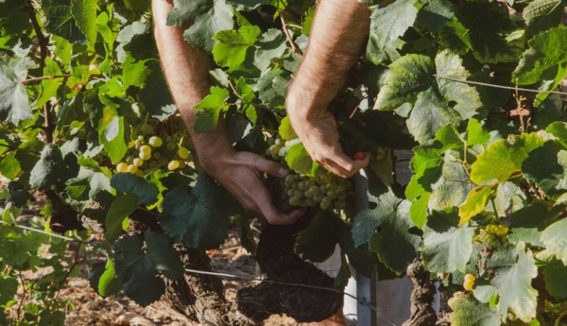 La cave coopérative de Monção débutera ses vendanges 2026 le 21 août, date la plus précoce de son histoire.