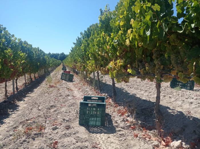 Monterrei abre la vendimia con las primeras uvas en Castro de Lobarzán