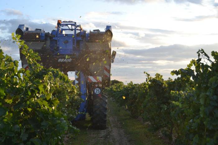 Rueda abre una vendimia adelantada 7 días con la Verdejo en buen estado sanitario