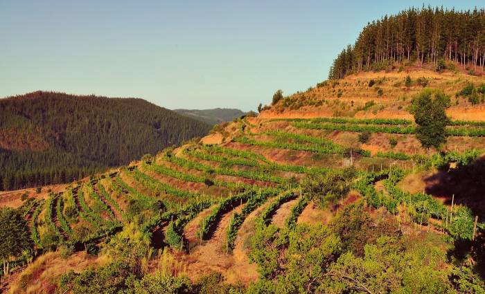 Escaleras de Empedrado alcanza 98 puntos como mejor Pinot Noir de Chile