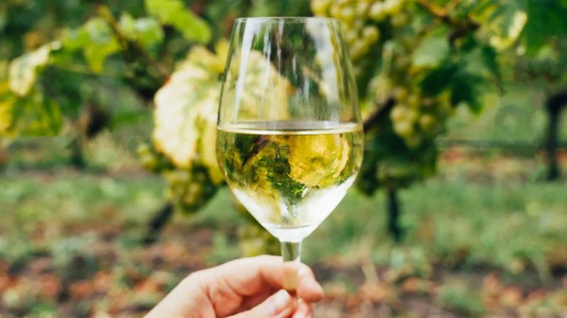Una cantina nella contea di Meath ha piantato il più grande vigneto d’Irlanda.