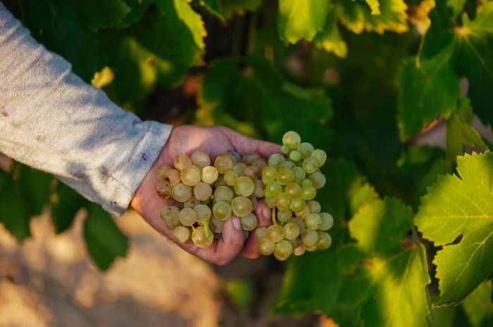 La uva de Rioja Oriental gana grado alcohólico probable con menos acidez antes de vendimia