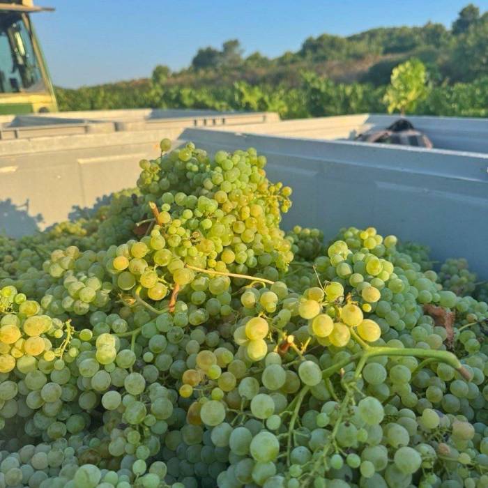 Jean Leon lleva la Forcada a Clàssic Penedès con un nuevo Brut Nature