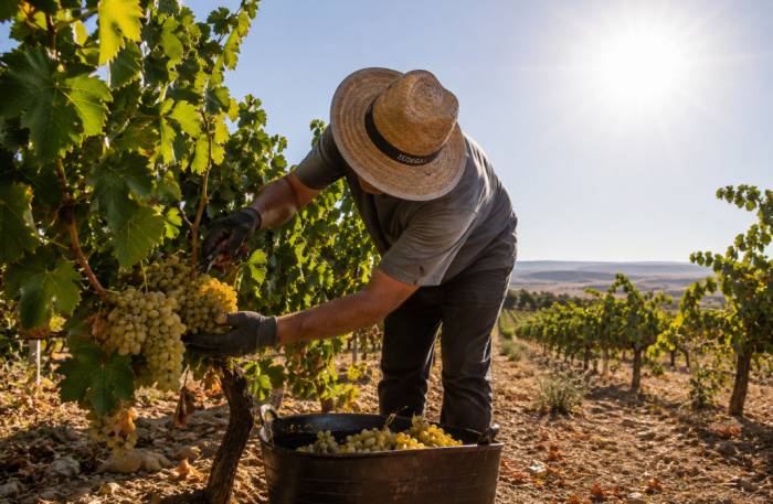 La vendimia llega con cosecha adelantada y más presión sobre los precios en origen