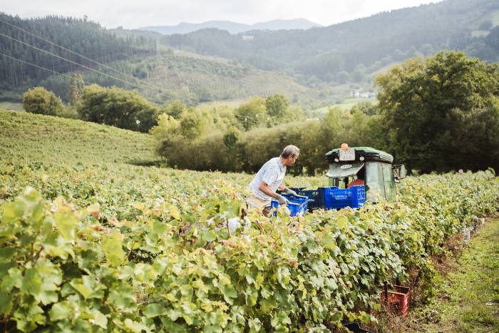 El calor adelanta la vendimia de Bizkaiko Txakolina hasta finales de agosto