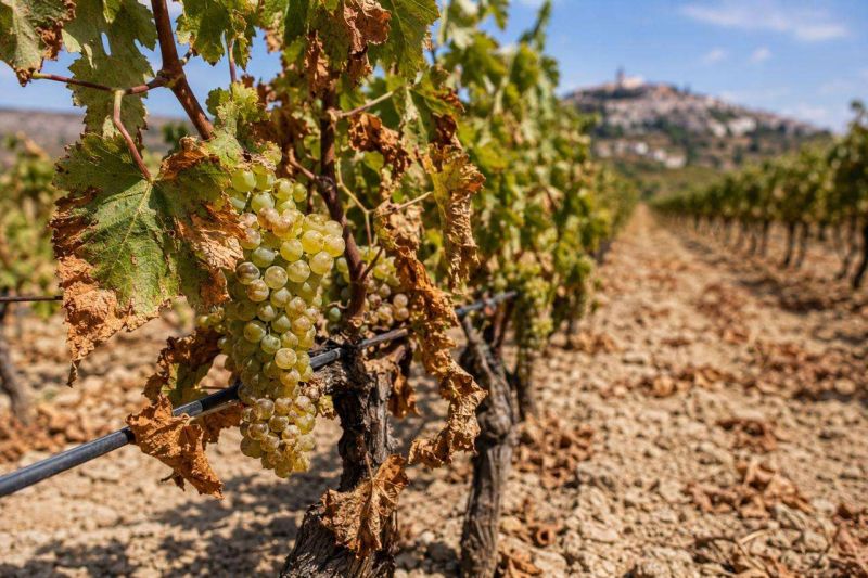 La siccità riduce fino al 70% le rese dell’uva in Abruzzo nei vigneti più colpiti