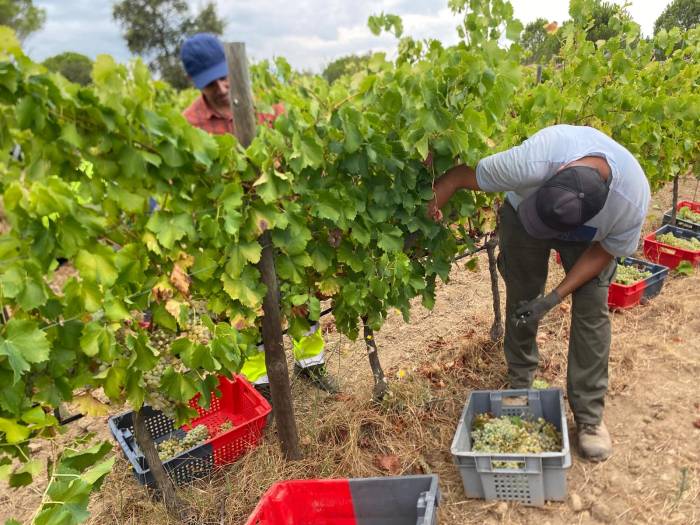 La DO Empordà prevé una vendimia hasta un 15% superior tras las lluvias