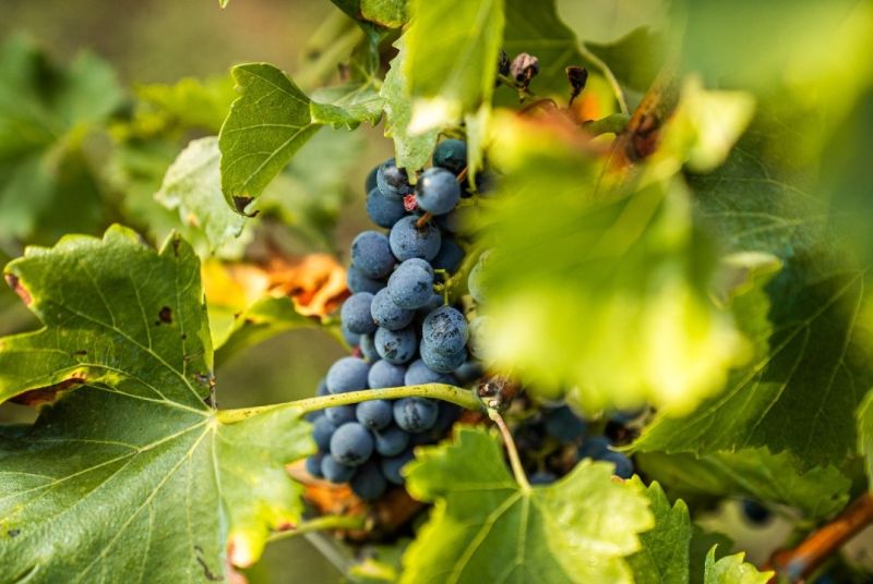 Cataluña recibe en bodega un 63% más de uva por el adelanto de la vendimia