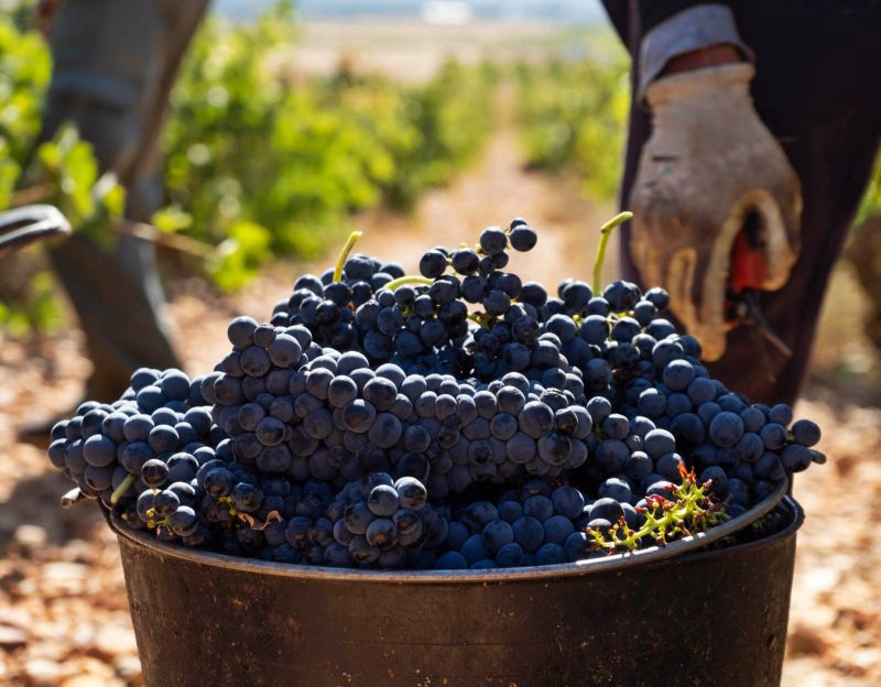 Cigales prevé una vendimia de 8 millones de kilos, un 14,3% más