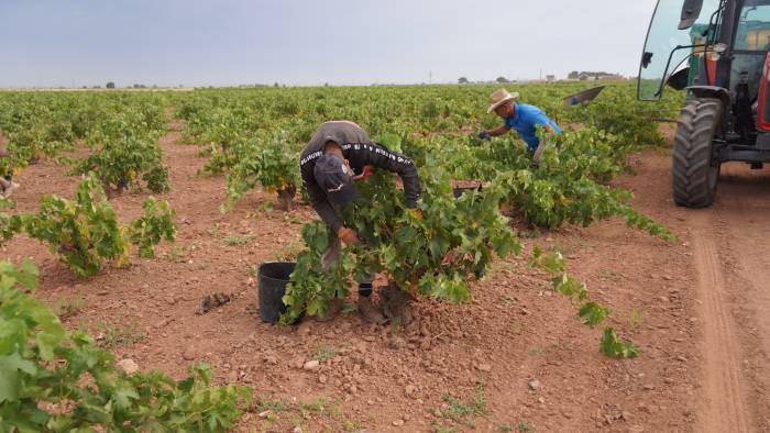 La Mancha encara una vendimia atípica con menos producción en pleno arranque del Airén