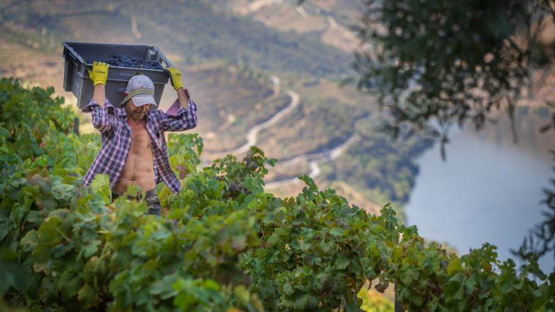 La valle del Douro affronta un surplus di 60.000 pipas di uva per la vendemmia 2026
