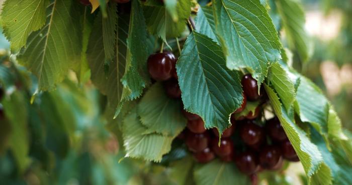 La DOP Cereza del Jerte cierra campaña con 7,5 millones de kilos certificados