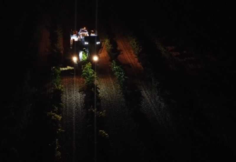 Diez Siglos inicia la vendimia en Rueda con una previsión de 20% más de uva