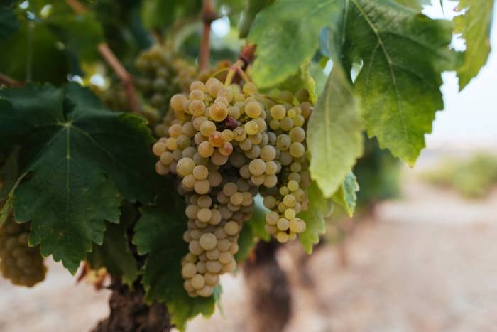 Rioja Oriental abre la maduración con retraso en los parámetros alcohólicos