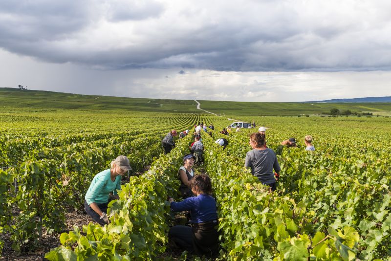 Bordeaux Begins Its Earliest Harvest on Record