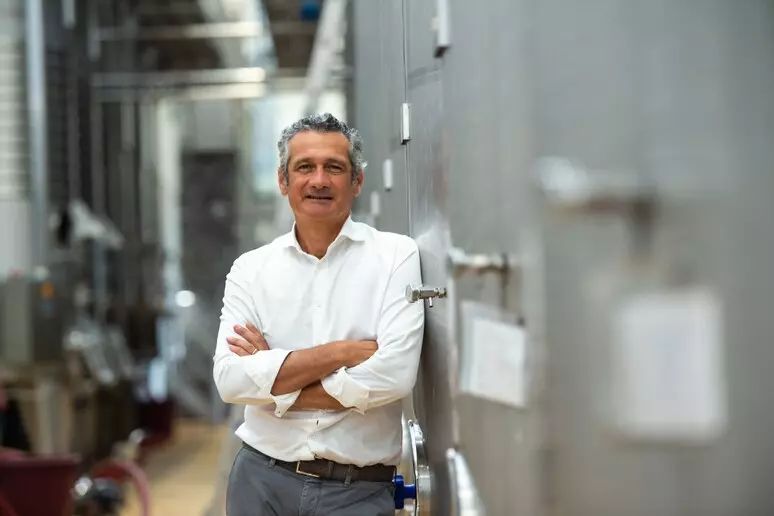 El consorcio de Las Marcas pide un recorte del 21,4% en el rendimiento del Verdicchio dei Castelli di Jesi DOC