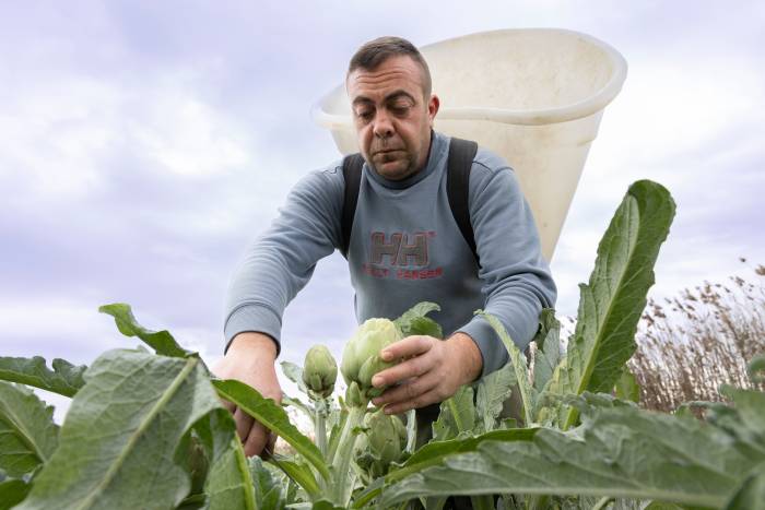 La alcachofa de la Vega Baja reivindica la inteligencia agraria frente a la tecnología