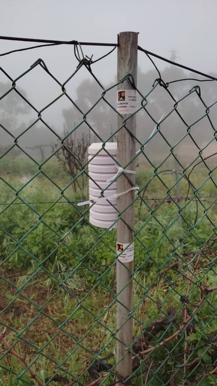 Tacoronte-Acentejo inicia un estudio pionero sobre el frío efectivo en sus viñedos