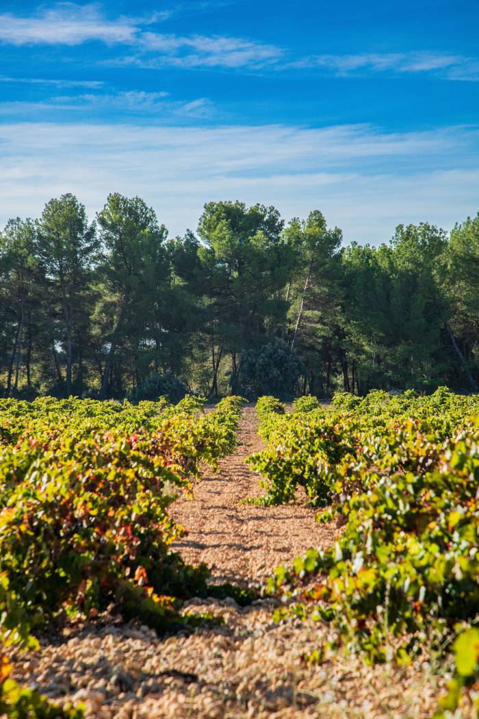 La DO Utiel-Requena alcanza 31 millones de contraetiquetas en 2022 y crece un 14,7%