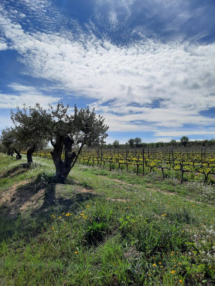 El proyecto Regenera.cat demuestra que la agricultura regenerativa aumenta hasta un 35% el carbono en el suelo