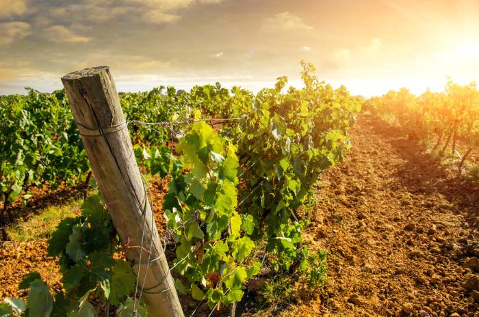 Château Lafleur Exits Bordeaux Appellations to Gain Flexibility Amid Climate Change
